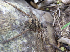 Heteropoda binnaburra