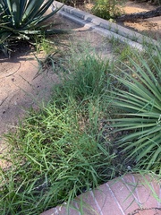Echinochloa colona