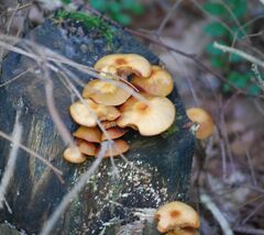 Kuehneromyces mutabilis
