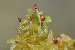 Sphagnum tenellum