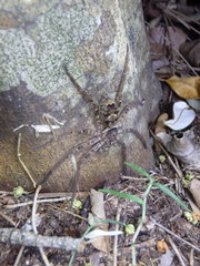 Heteropoda binnaburra
