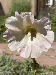 Alcea rosea
