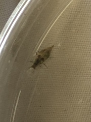 Chrysoperla comanche