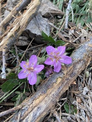 Geranium caespitosum