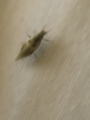 Chrysoperla comanche