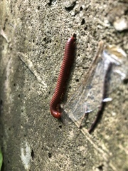 Trigoniulus corallinus