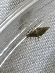 Chrysoperla comanche