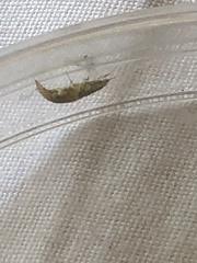 Chrysoperla comanche