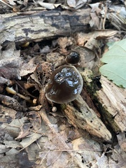 Gliophorus