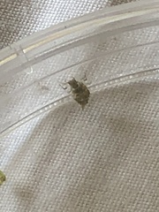 Chrysoperla comanche