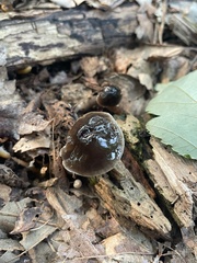 Gliophorus