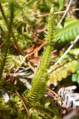 Lycopodiaceae