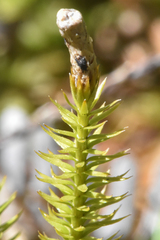 Lycopodiaceae