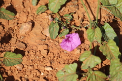 Ipomoea muelleri