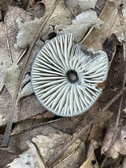 Gliophorus