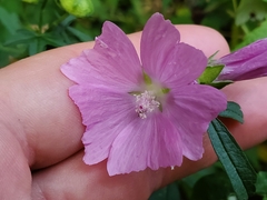 Malva alcea