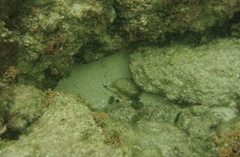 Halichoeres radiatus