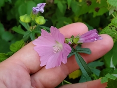 Malva alcea