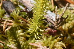 Lycopodiaceae