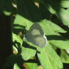 Udara akasa