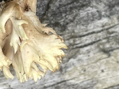 Agaricomycotina