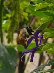 Xylocopa tabaniformis azteca