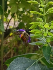 Xylocopa tabaniformis azteca