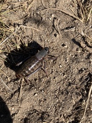 Anabrus simplex