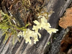 Agaricomycotina