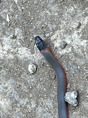 Diadophis punctatus vandenburgii