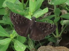 Erynnis horatius