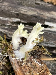Agaricomycotina