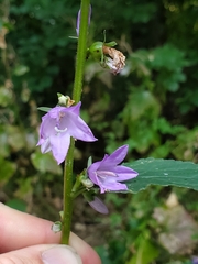 Campanula rapunculoides