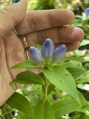 Gentiana clausa