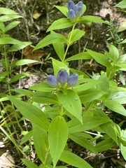 Gentiana clausa