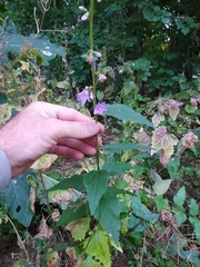 Campanula rapunculoides