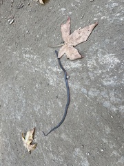 Diadophis punctatus vandenburgii