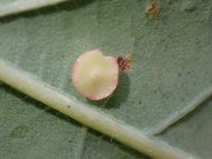 Neuroterus albipes