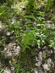 Gentiana clausa