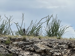 Fouquieria splendens