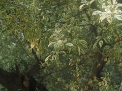 Ficus