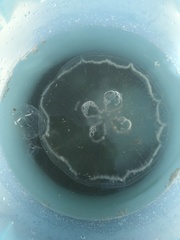 Aurelia marginalis