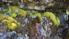 Tortella tortuosa