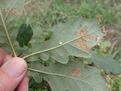 Neuroterus albipes