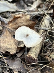 Bolbitius aleuriatus