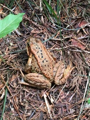 Rana