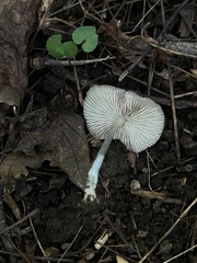 Bolbitius aleuriatus