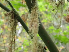 Pseudisothecium stoloniferum