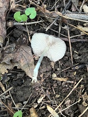 Bolbitius aleuriatus