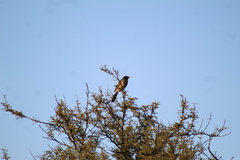 Turdus amaurochalinus